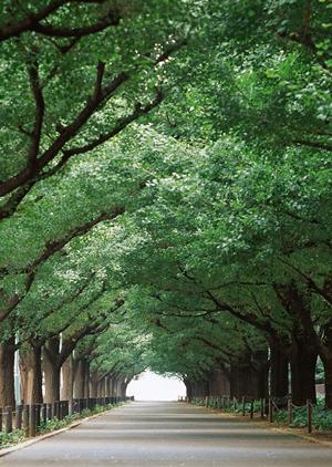 自毛植毛の料金を徹底解説！適正価格とキャンペーン情報も完全ガイド